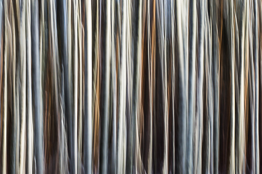 Stammcode-II, 2018