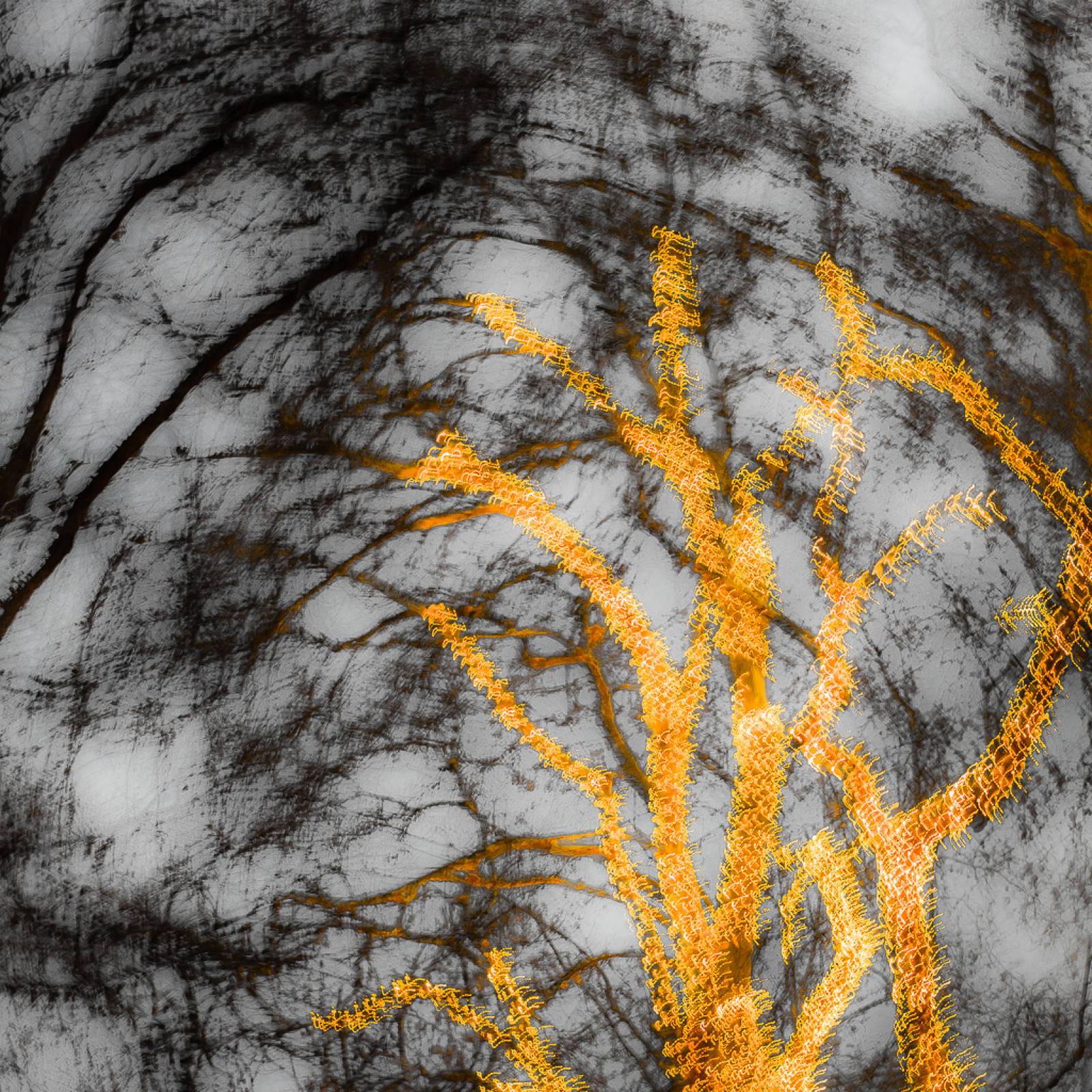 BAUM.GOLD
