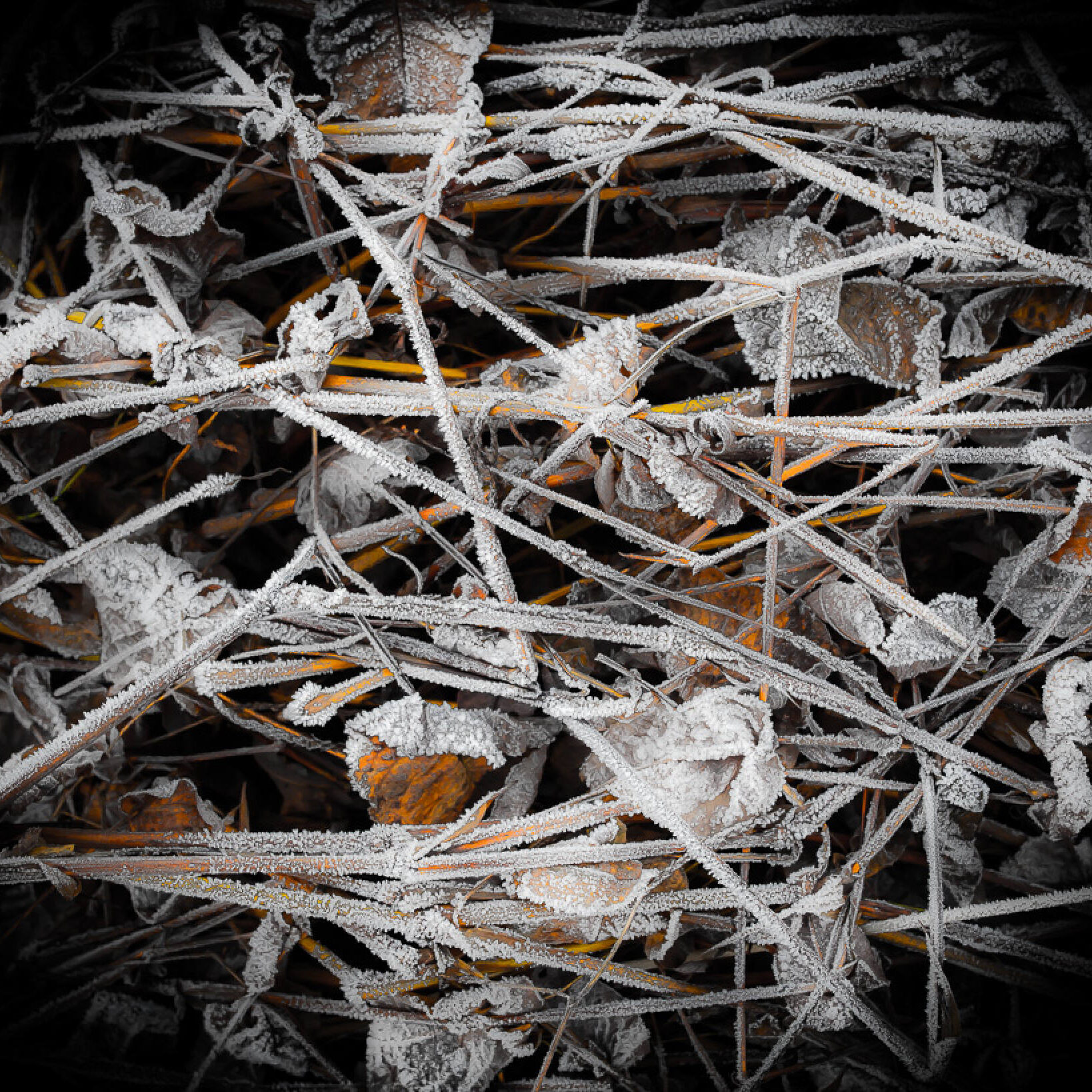 NEST.WERK