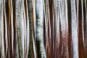 Birkenwald, 2017